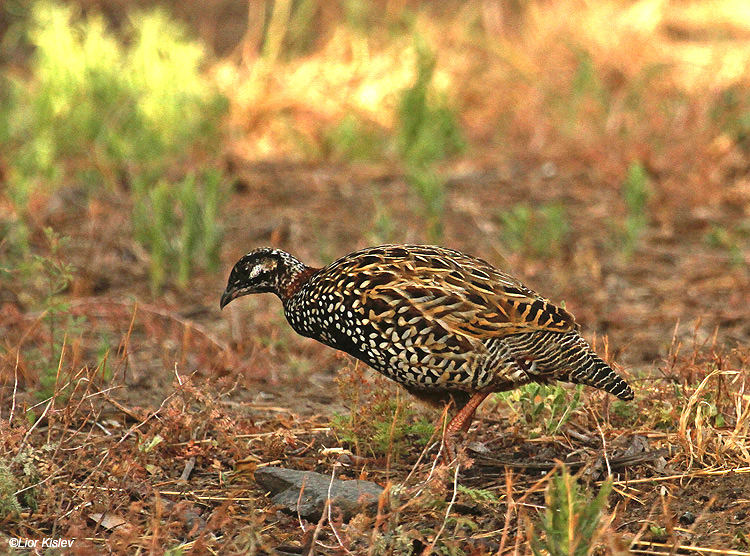   Black Francolin Francolinus francolinus ,Btecha                      ,Jordan Valley,Israel.13-06-10.Lior Kislev               